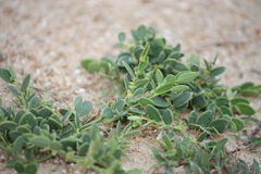 Sauropus bacciformis